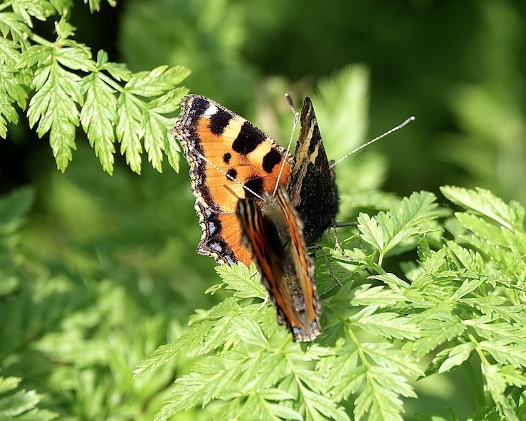 small tortoiseshell